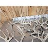 Image 9 : 34.6  Lbs Of Gnarly Nontypical Whitetail Shed Antlers
