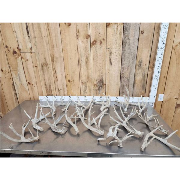 20.8 Lbs Of Whitetail Shed Antlers
