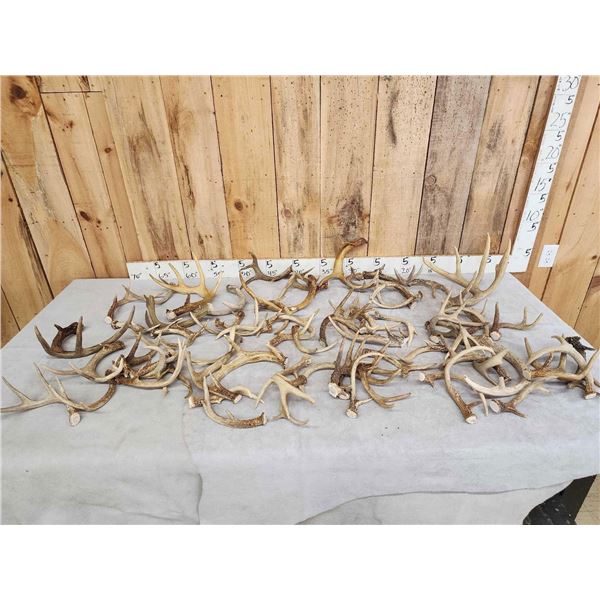 30.1 Lbs of Whitetail Antlers Cut Below The Burr