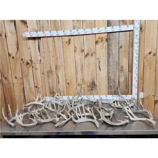 32.1 Lbs Of Whitetail Shed Antlers