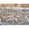 Image 3 : 32.1 Lbs Of Whitetail Shed Antlers