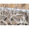 Image 5 : 32.1 Lbs Of Whitetail Shed Antlers