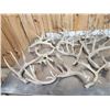 Image 6 : 32.1 Lbs Of Whitetail Shed Antlers