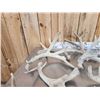Image 7 : 32.1 Lbs Of Whitetail Shed Antlers
