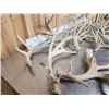Image 8 : 32.1 Lbs Of Whitetail Shed Antlers