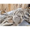 Image 9 : 32.1 Lbs Of Whitetail Shed Antlers