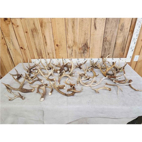 31 Lbs Of Whitetail Antlers Cut Below The Burr