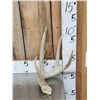 Image 11 : 22.3 Lbs Of Whitetail Antlers