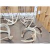 Image 2 : 22.3 Lbs Of Whitetail Antlers