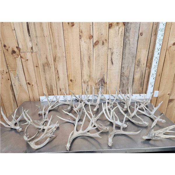 28.8 Lbs Of Whitetail Shed Antlers