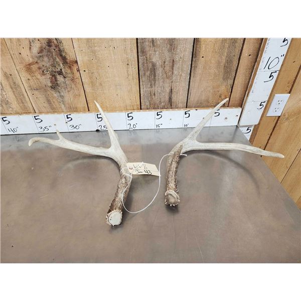Crazy Big Wild Main Frame 3x3 Whitetail Shed Antlers
