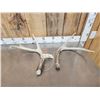 Image 1 : Crazy Big Wild Main Frame 3x3 Whitetail Shed Antlers