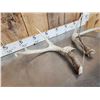Image 3 : Crazy Big Wild Main Frame 3x3 Whitetail Shed Antlers