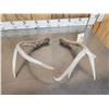 Image 4 : Crazy Big Wild Main Frame 3x3 Whitetail Shed Antlers