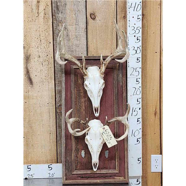2 Whitetail Skulls On Rustic Barn Wood Plaque