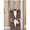 Image 1 : 2 Whitetail Skulls On Rustic Barn Wood Plaque