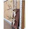 Image 2 : 2 Whitetail Skulls On Rustic Barn Wood Plaque