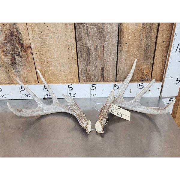 Nice Set Of 4x4 Wild Iowa Whitetail Shed Antler