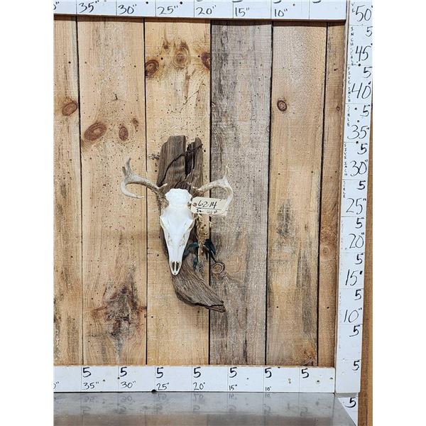 Whitetail Skull On Driftwood Taxidermy
