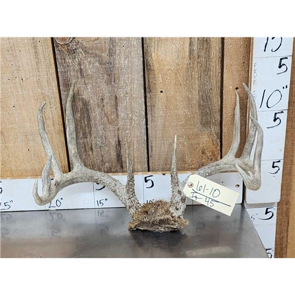 6x6 Whitetail Antlers On Skull Plate