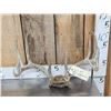 Image 1 : 6x6 Whitetail Antlers On Skull Plate