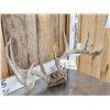 Image 3 : 6x6 Whitetail Antlers On Skull Plate