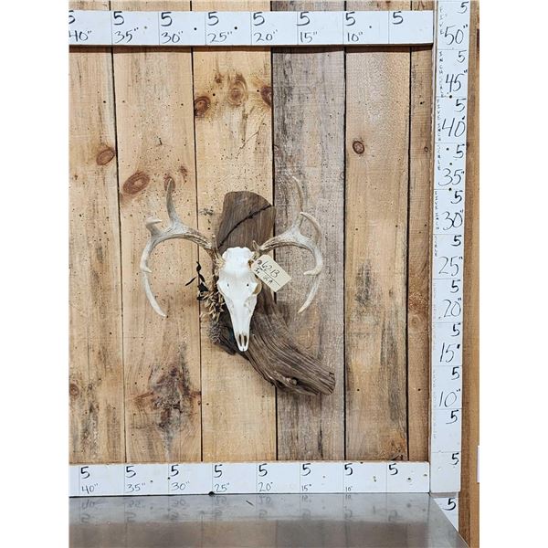 Whitetail Skull On Driftwood Display