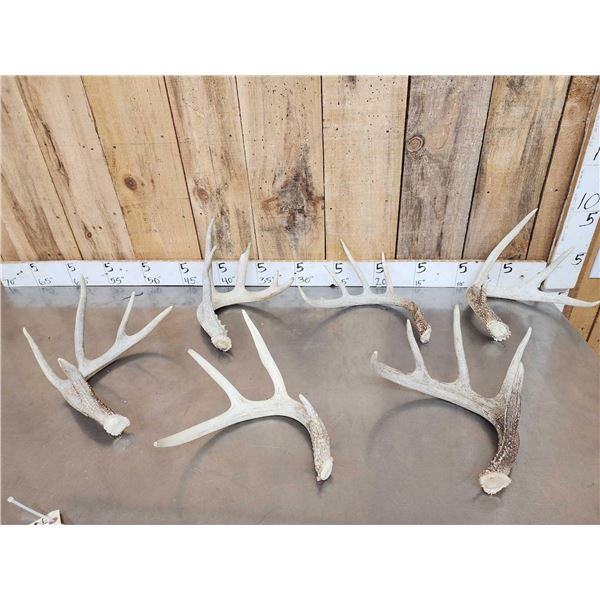 Group Of 6 Wild Iowa Whitetail Shed Antlers