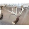 Image 3 : Group Of 6 Wild Iowa Whitetail Shed Antlers