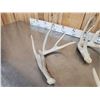 Image 5 : Group Of 6 Wild Iowa Whitetail Shed Antlers
