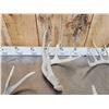 Image 6 : Group Of 6 Wild Iowa Whitetail Shed Antlers
