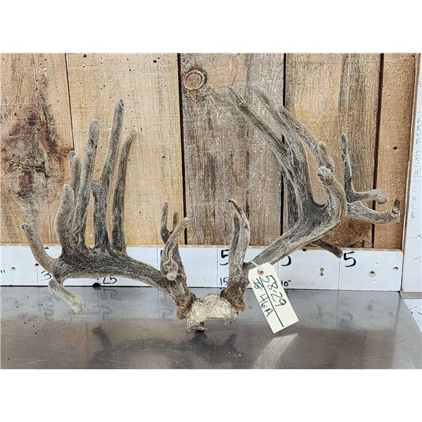 26 Point Whitetail Antlers In Velvet On Skull Plate