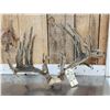 Image 1 : 26 Point Whitetail Antlers In Velvet On Skull Plate