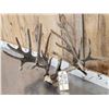 Image 2 : 26 Point Whitetail Antlers In Velvet On Skull Plate