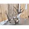 Image 3 : 26 Point Whitetail Antlers In Velvet On Skull Plate