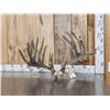 Image 5 : 26 Point Whitetail Antlers In Velvet On Skull Plate