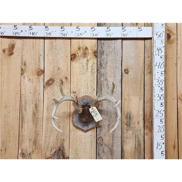 5x5 Whitetail Antlers On Plaque