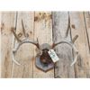 Image 2 : 5x5 Whitetail Antlers On Plaque