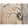 Image 3 : 5x5 Whitetail Antlers On Plaque