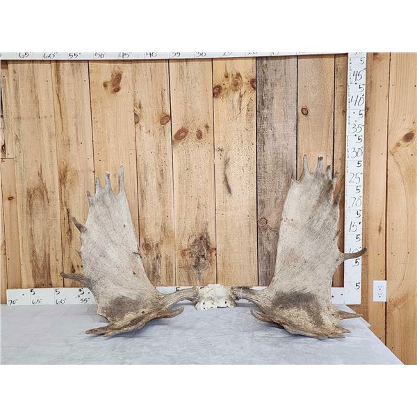 48" Wide Moose Antlers On Skull Plate