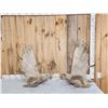 Image 1 : 48" Wide Moose Antlers On Skull Plate