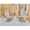 Image 2 : 48" Wide Moose Antlers On Skull Plate