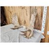 Image 3 : 48" Wide Moose Antlers On Skull Plate