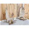 Image 4 : 48" Wide Moose Antlers On Skull Plate