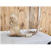Image 5 : 48" Wide Moose Antlers On Skull Plate