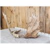 Image 6 : 48" Wide Moose Antlers On Skull Plate
