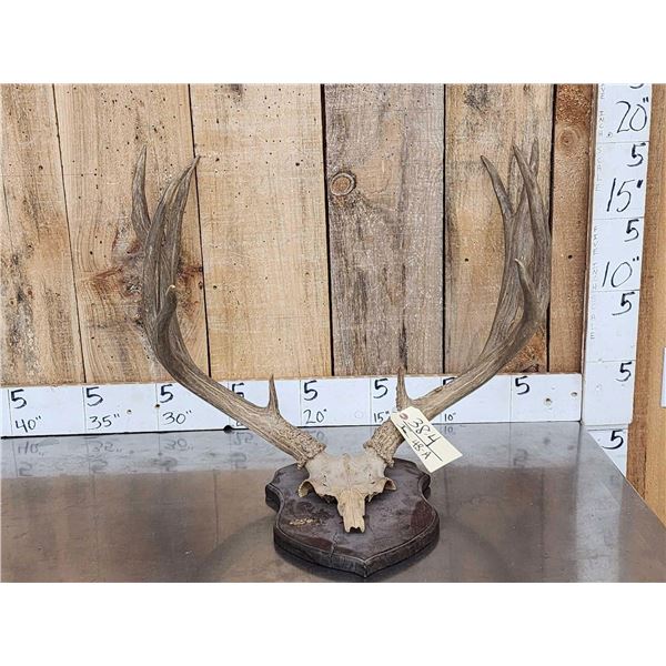 Big Typical 5x5 Mule Deer Antlers On Plaque