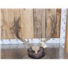 Image 1 : Big Typical 5x5 Mule Deer Antlers On Plaque