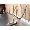 Image 2 : Big Typical 5x5 Mule Deer Antlers On Plaque