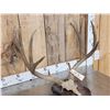 Image 3 : Big Typical 5x5 Mule Deer Antlers On Plaque